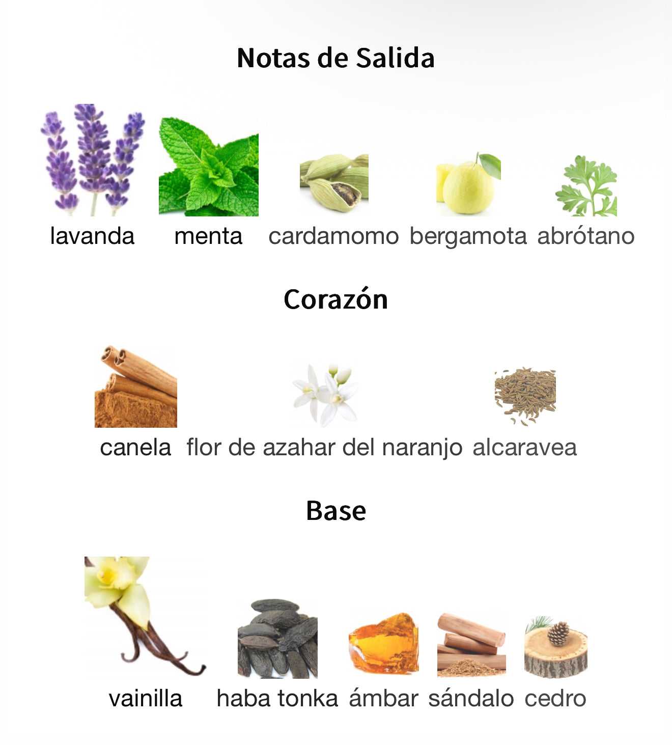 Le Male Jean Paul Gaultier